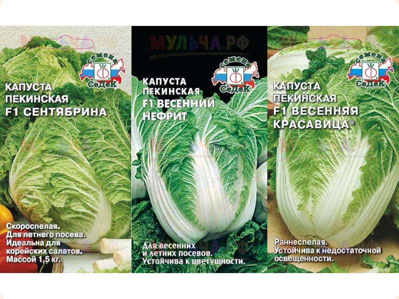 Семена Пекинской Капусты Фото